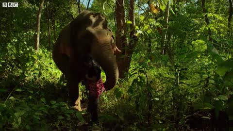 Woman Becomes Part of Elephant Herd | Wild Thailand | BBC Earth