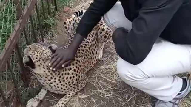 Facts about cheetah