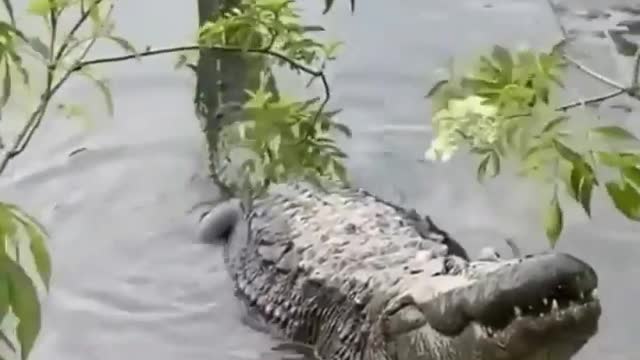#Shorts Like Alligator Gena Crocodile sings a song. The alligator crocodile singsπππ
