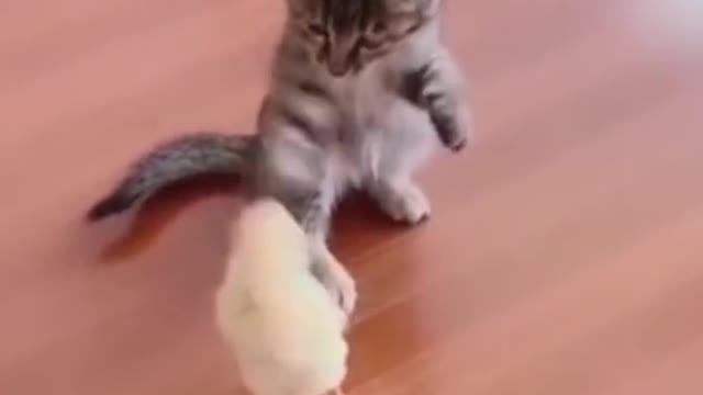 Funniest Cat And Small Chicken