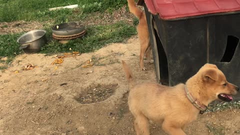 Mother and baby dog