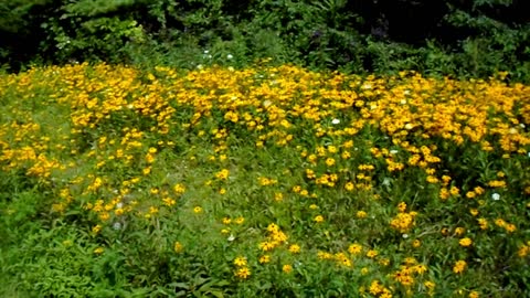 Wildflower Walk At Hoover Reservoir !