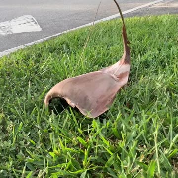 Animal Compilation pt 2