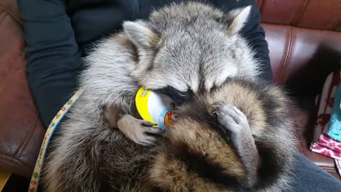 Is this the favorite pet raccoon ever?