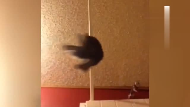 Cat hanging on pole funny movement😺😍