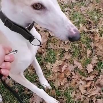 TOP 10 Most Fastest Runner Animals #shorts