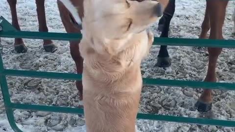 Dog is in love with these horses