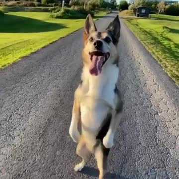 dog walking on two legs