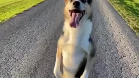 dog walking on two legs