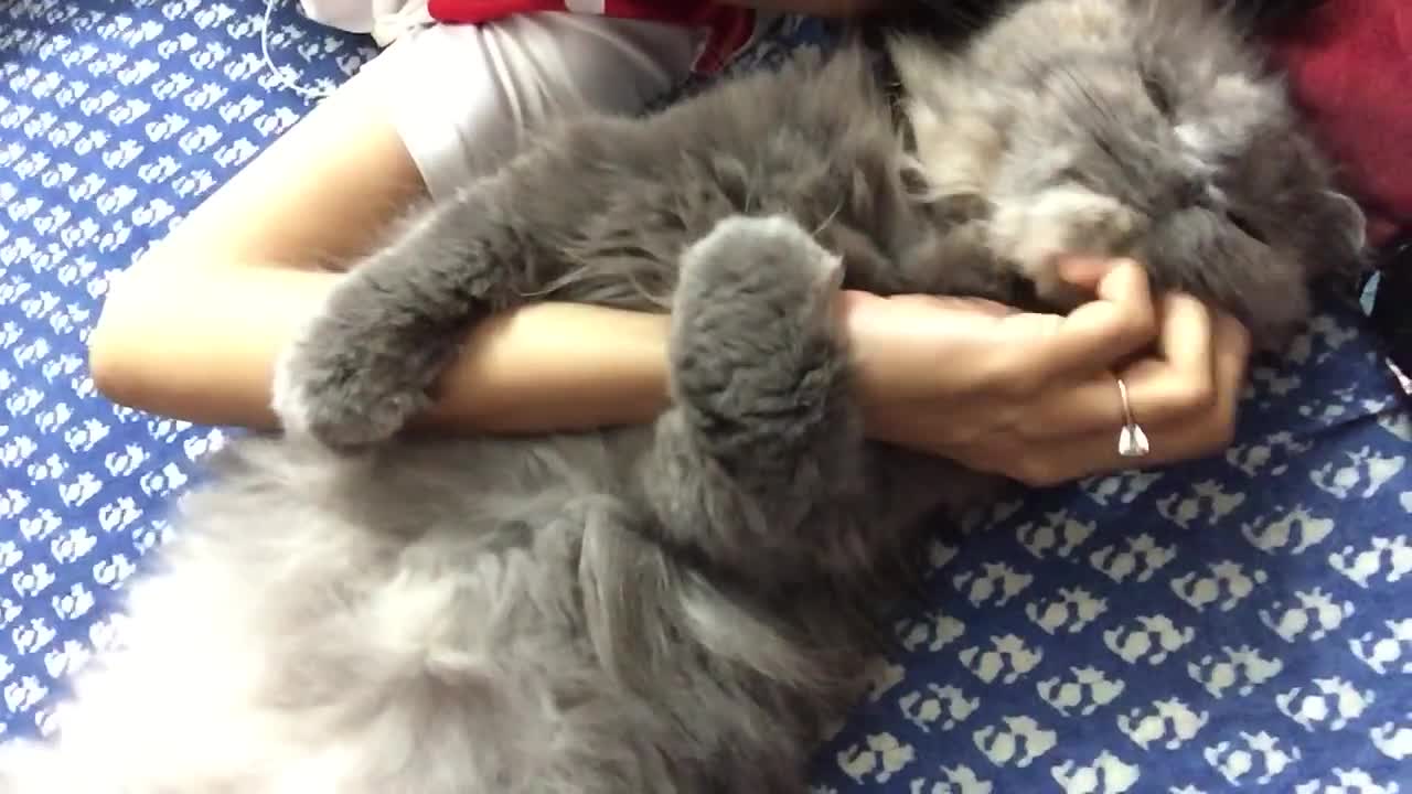 Cat Loves To Hug, Won't Let Go Of Owner