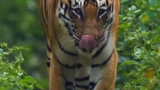 The tiger woke up and it was time to hunt