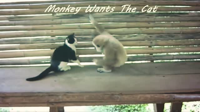 Monkey Wants The Cat !