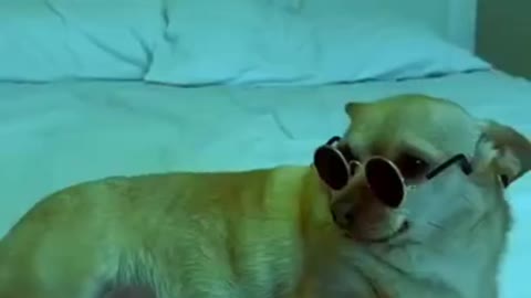 Funny Dog chilling 2021 - Try Not To LAUGH!!