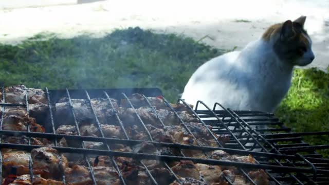 Barbecue Au Poulet Et Le Chat Attend