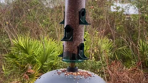 Florida Back Yard Birds