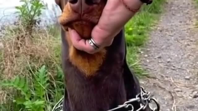 Funny dog video