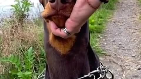 Funny dog video