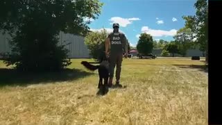 Aggressive dog training 100% #short