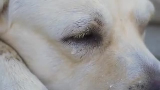 DOG SAVE BLIND MAN LIFE