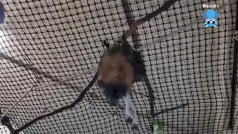 Baby flying-fox in care this is Lucy in the Sky with Diamonds