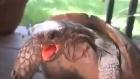 Funniest Turtle Laugh