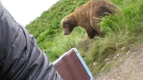 friendly bear sits next to guy