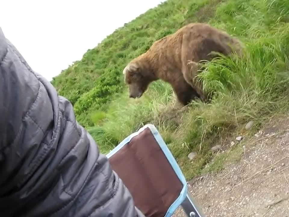 friendly bear sits next to guy