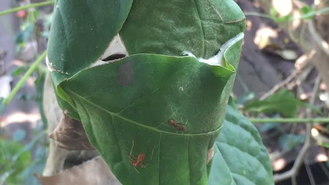 Ants build it's nest on a leaf