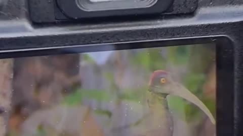 Nature photography