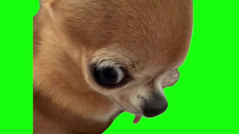 Chihuahua Plotting | Green Screen