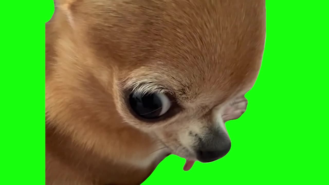 Chihuahua Plotting | Green Screen