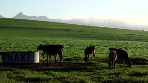 Climate-friendly cows are being bred to belch less methane