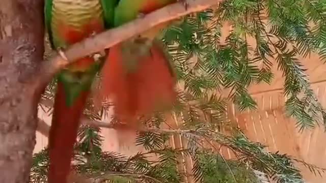 A parrot swings holding the tail of another parrot