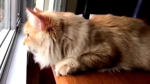 Siberian Cat Chirping at Squirrels