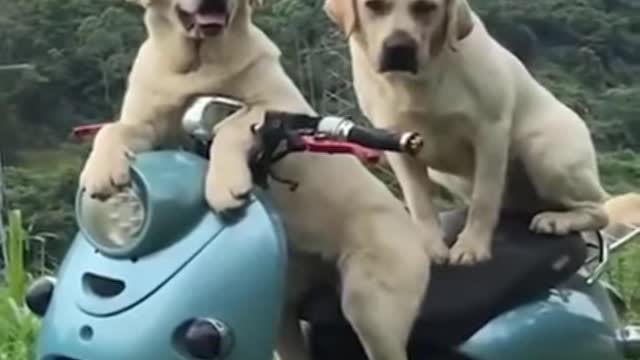 Funny Dog Videos - Cute Puppy Compilation 28 #shorts #dogvideos