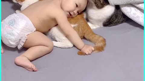 Baby love cats