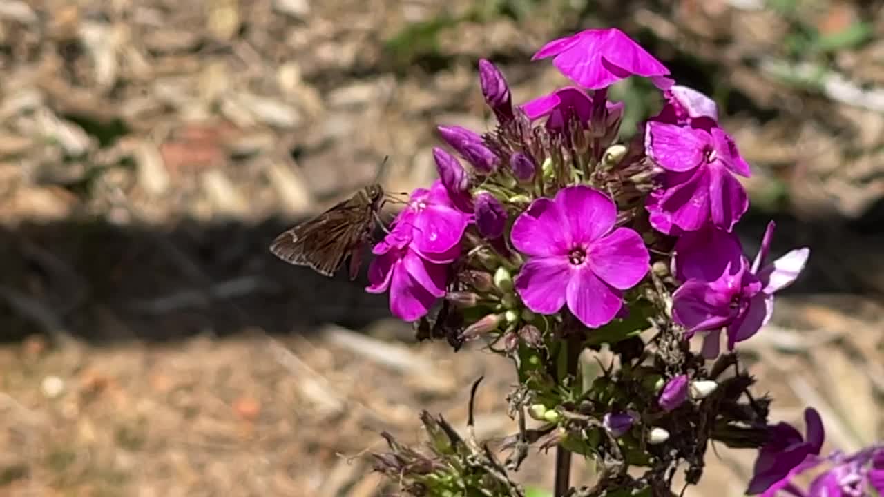 Small butterfly