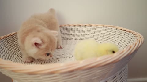 KITTENS AND CHICKEN