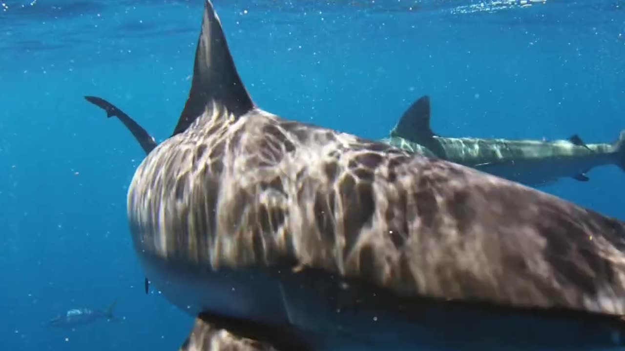 Wildlife
