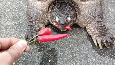 Feeding a turtle...so cute