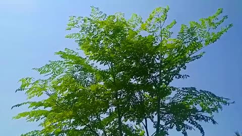 mind relaxing cool sound♪|water sound♪♪ full mind body relax