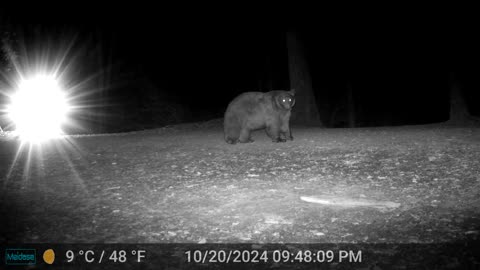 Mama Bear - Pregnant?