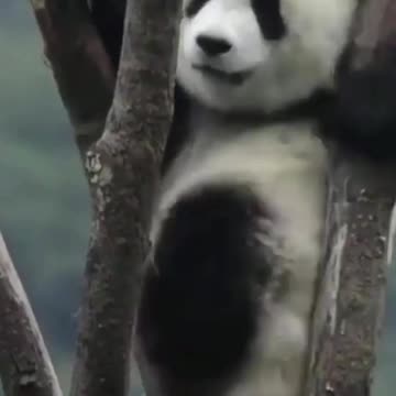 Giant panda