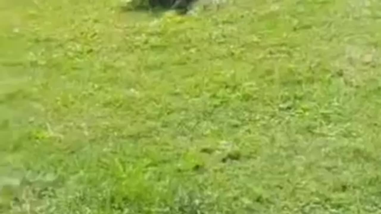 its not so funny when the roles reverse LoL 🤣funny Dog video