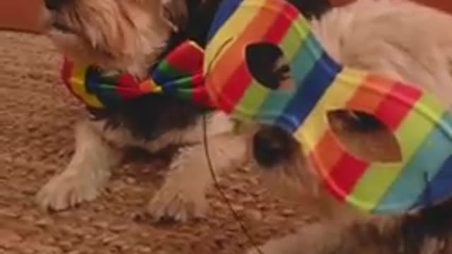 Cute puppy_ shorts in different mood_dog funny video