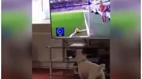 Dog follows soccer ball off the TV screen