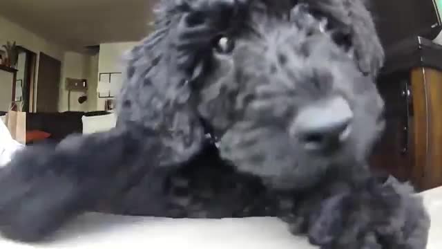 Watch This Black Goldendoodle Pup’s Adorable Reaction to His Mama’s Voice - Ring TV