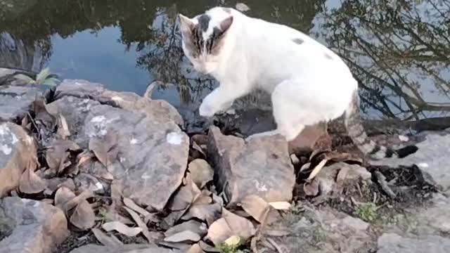 Cat 🐈 Video By Kingdom of Awais