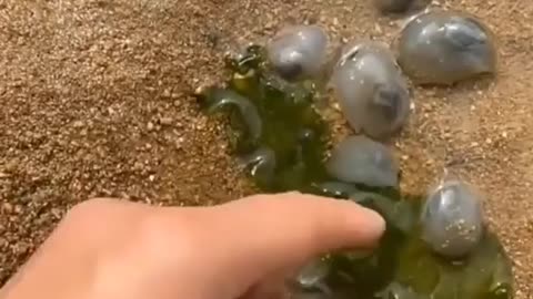 This is a beautiful and charming water-dwelling species