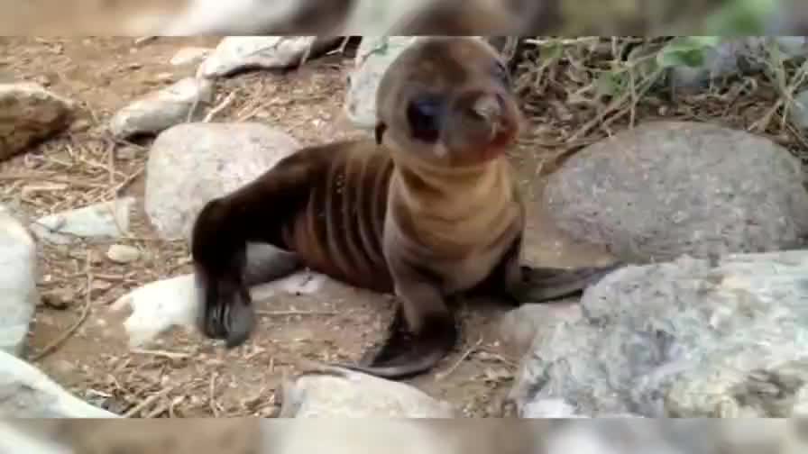 Nature 4: who knows this little animal